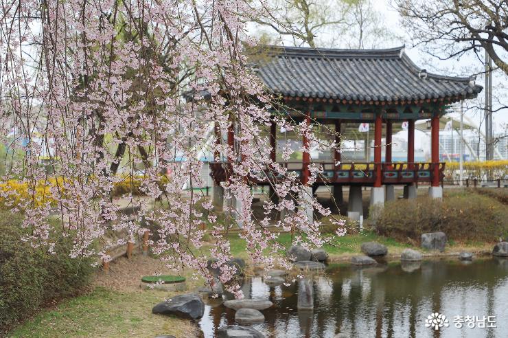 수양벚꽃을 만날 수 있는 천안삼거리공원 사진