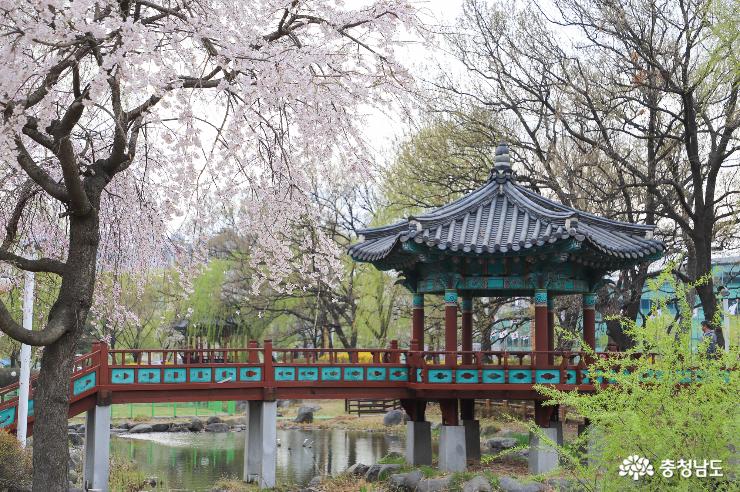 수양벚꽃을 만날 수 있는 천안삼거리공원