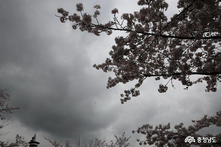 안톤 체호프의 '벚꽃 동산'을 떠올리게 한 북일고 벚꽃길 사진