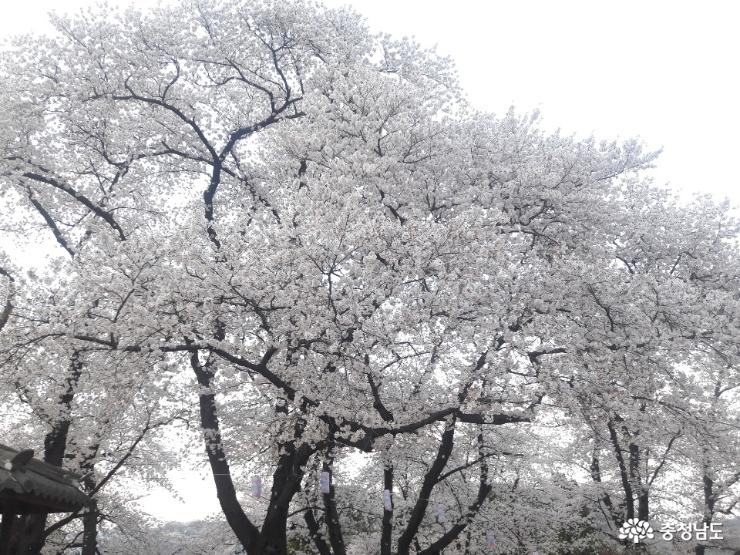 공주의 숨어있는 벚꽃 명소 사진