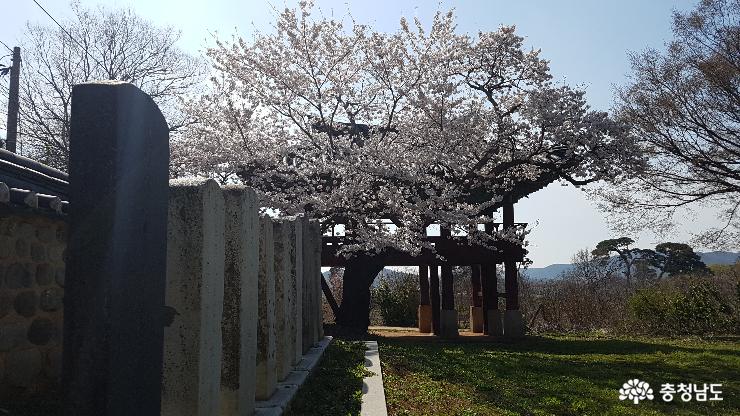 벚꽃이 만개한  남포읍성 진서루