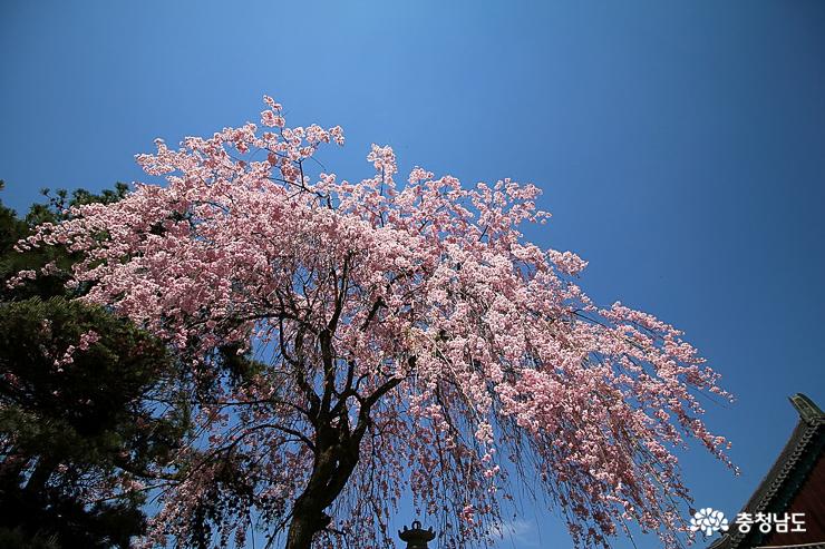수양벚꽃과 겹벚꽃을 만날 수 있는 각원사 사진