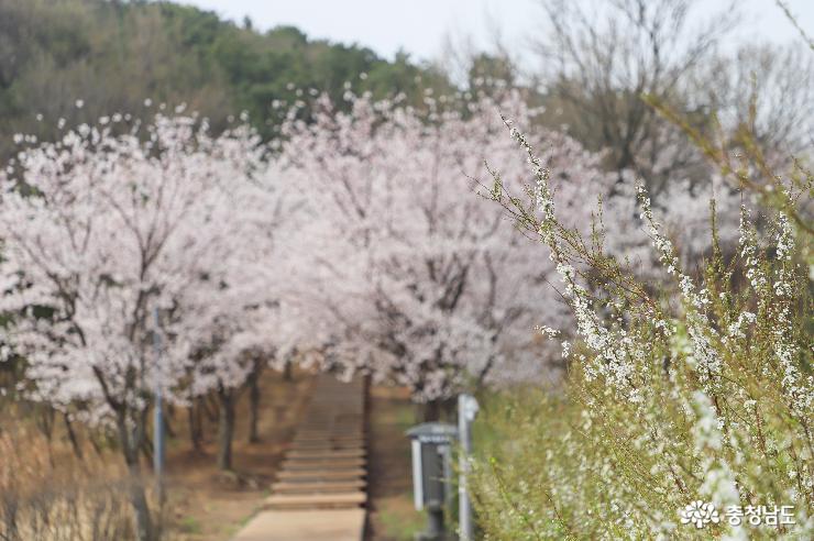 아산지산공원에서만난봄꽃 7