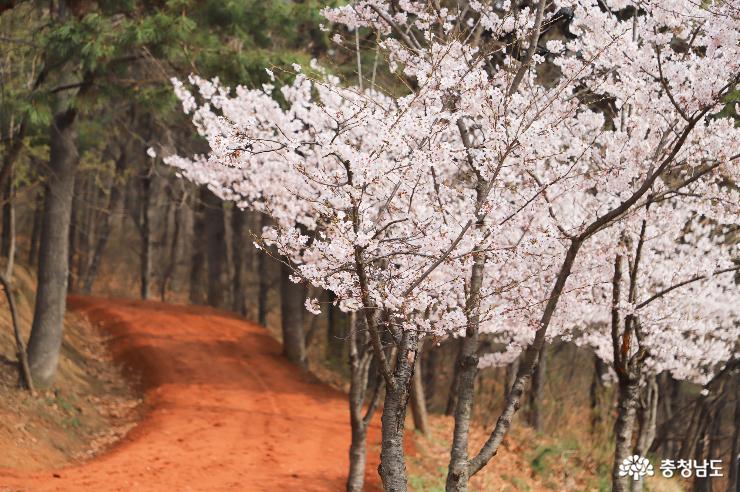 아산 지산공원에서 만난 봄꽃 사진