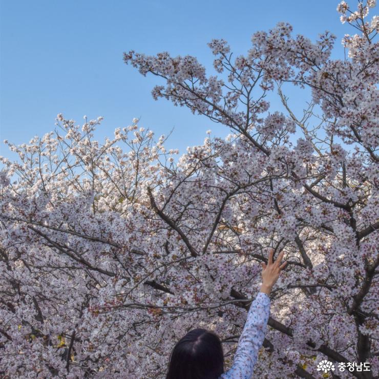 벚꽃으로 피어오른 도시의 풍경, 천안 북일고와 단대호수 사진