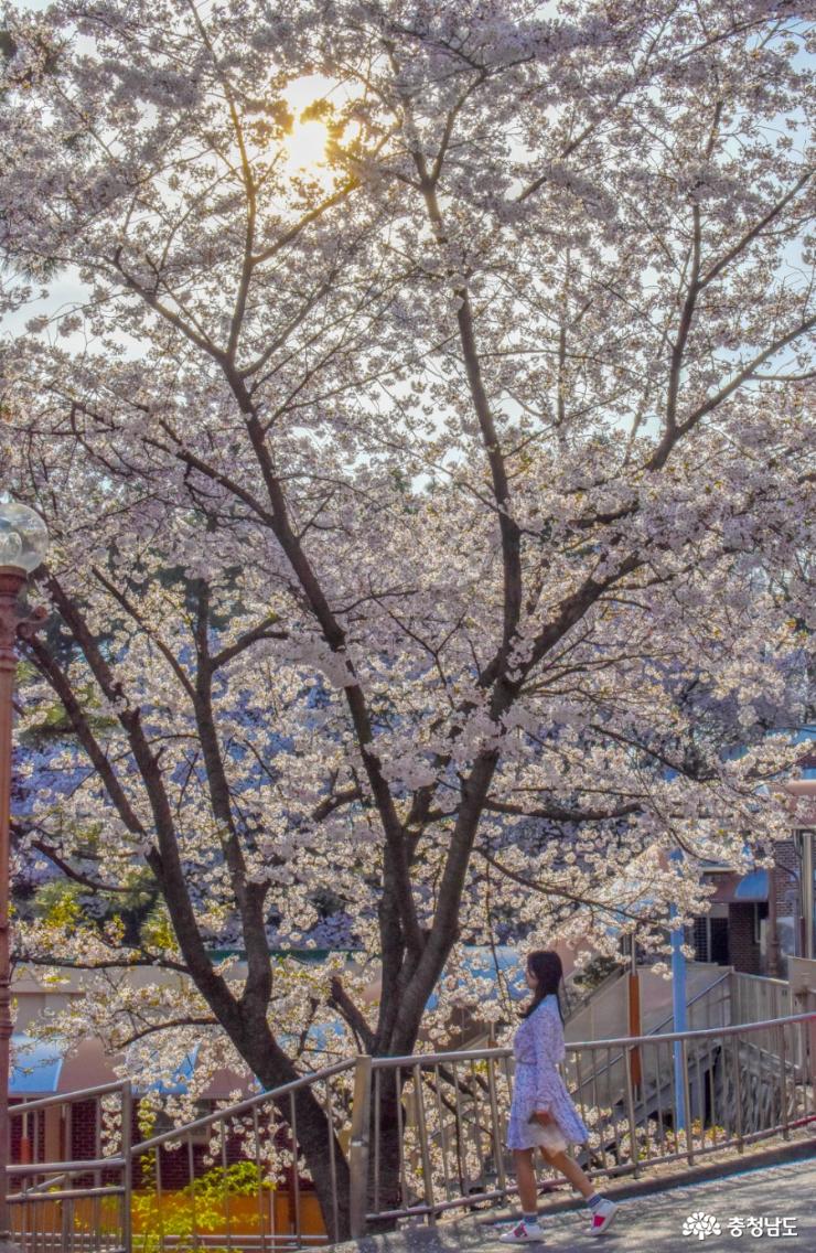 벚꽃으로 피어오른 도시의 풍경, 천안 북일고와 단대호수 사진