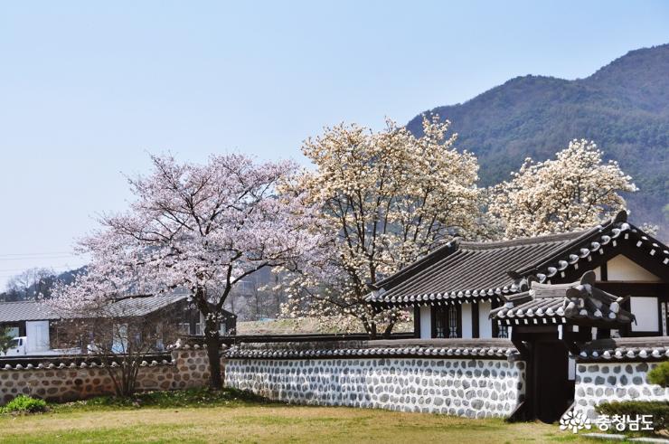 예산대흥동헌오래된벚나무와장독대의아름다운어우러짐 3