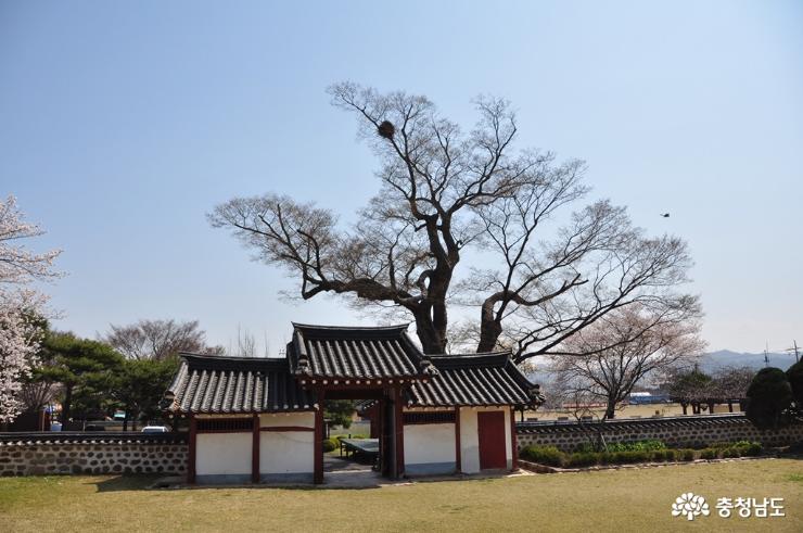 예산 대흥동헌, 오래된 벚나무와 장독대의 아름다운 어우러짐 사진