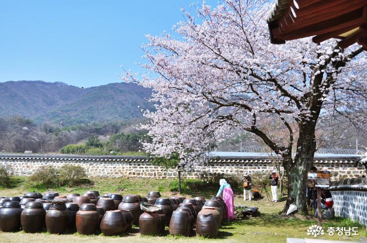 예산 대흥동헌, 오래된 벚나무와 장독대의 아름다운 어우러짐 사진