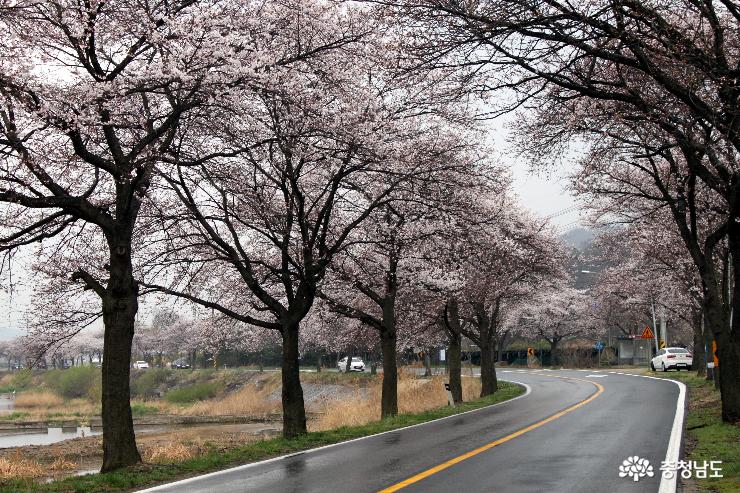천안시 북면 연춘~운용리 16km구간(약 40리) 2차선 길의 벚꽃