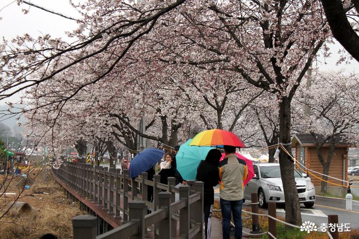 벚꽃나무 아래로 설치된 테크를 따라 산책을 하는 시민들이 기념사진을 찍고 있다. 