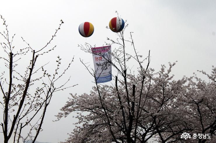벚꽃나무 사이로 에드벌륜에 매달린 벚꽃축제의 현수막이 휘날리고 있다.
