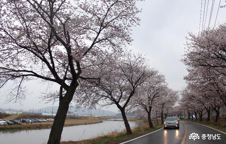 북면벚꽃터널. 오는 4월 20일 이후 이 같은 벚꽃터널이 16km구간에서 장관을 이룰 전망이다.