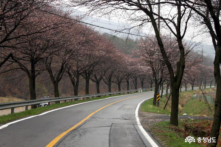 천안시 북면 주민센터를 지나면 아직은 벚꽃이 만개하지 않았지만, 오는 4월 20을 전후로 활짝피게된다. 