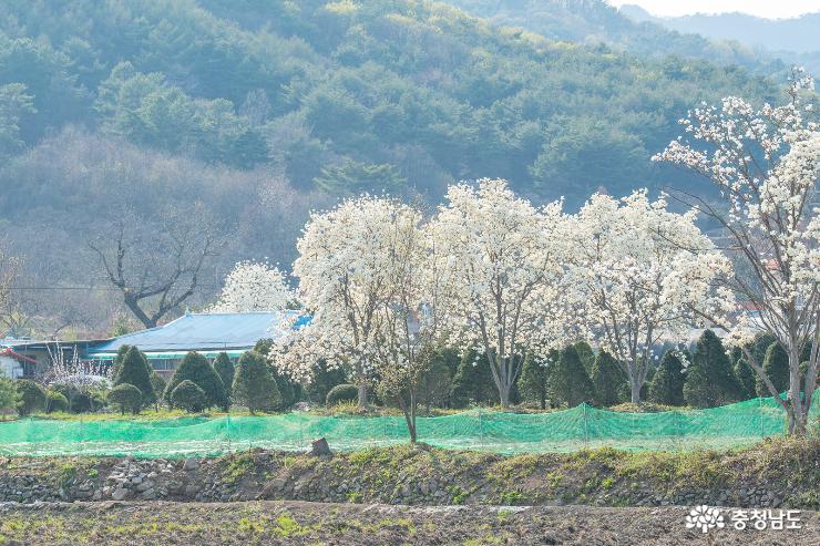 예산의 벚꽃명소, 가야산로 사진