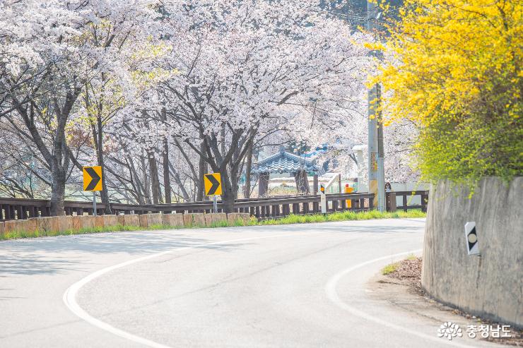 예산의 벚꽃명소, 가야산로 사진