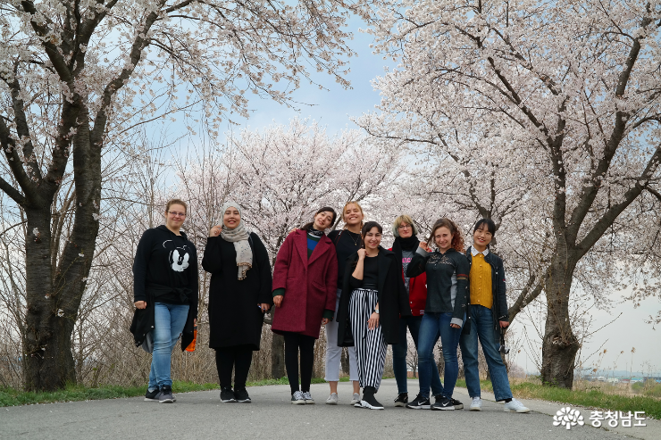 외국 유학생들과 함께 벚꽃나들이