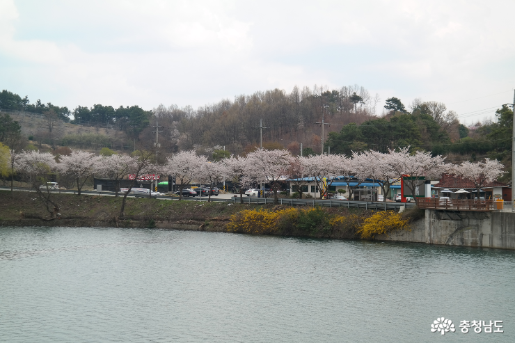탑정호 수변 벚꽃길