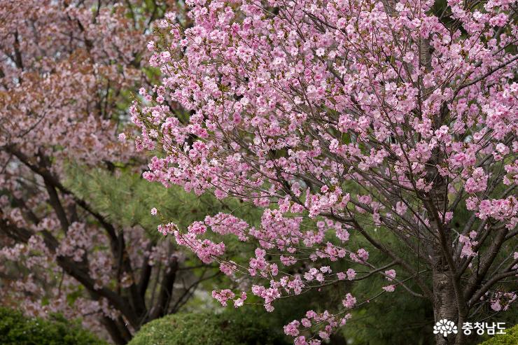 겹벚꽃과 수양벚꽃이 예쁜 각원사 사진