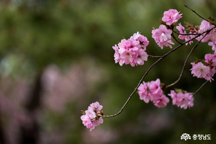 겹벚꽃과 수양벚꽃이 예쁜 각원사 사진