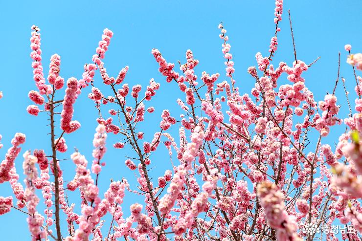 봄이피어나는아산신정호수공원산책으로힐링을 10