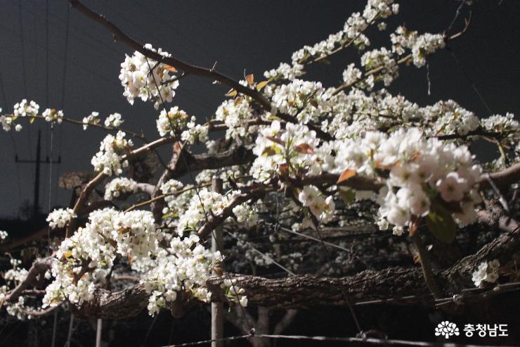 충남 천안시 성환읍 왕지봉 인근 가로등이 비친 배꽃