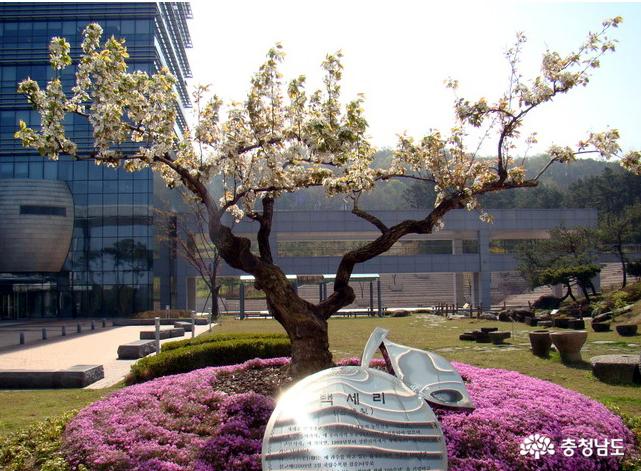 2009년 천안시가 시 승격 50주년을 맞아 천안시청에 심은 당시 수령 95년의 배나무. 사진은 천안시홈페이지 캡처