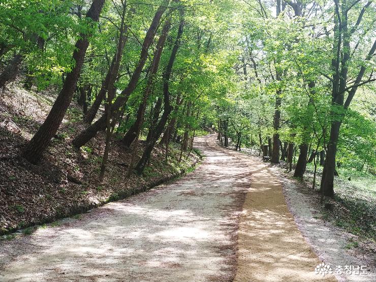 싱그러운 부소산의 숲길