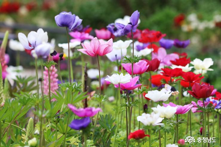 봄꽃 향기 그윽한  '아름다운 정원 화수목' 사진