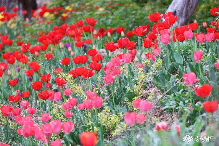 봄꽃 향기 그윽한  '아름다운 정원 화수목' 사진