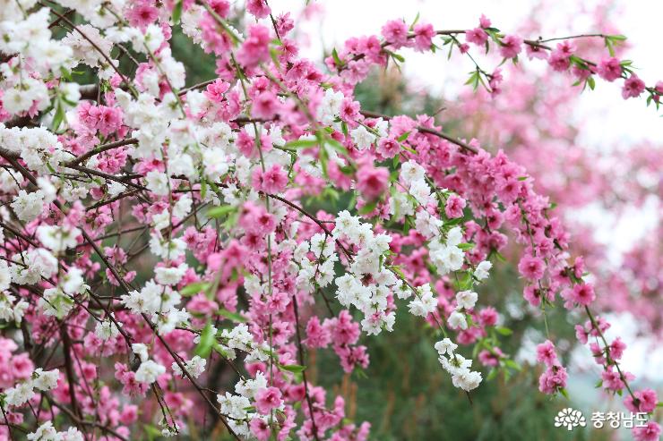 봄꽃향기그윽한아름다운정원화수목 10