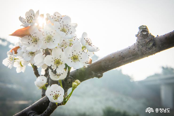 배꽃으로 가득한 공주 통천포의 봄 사진