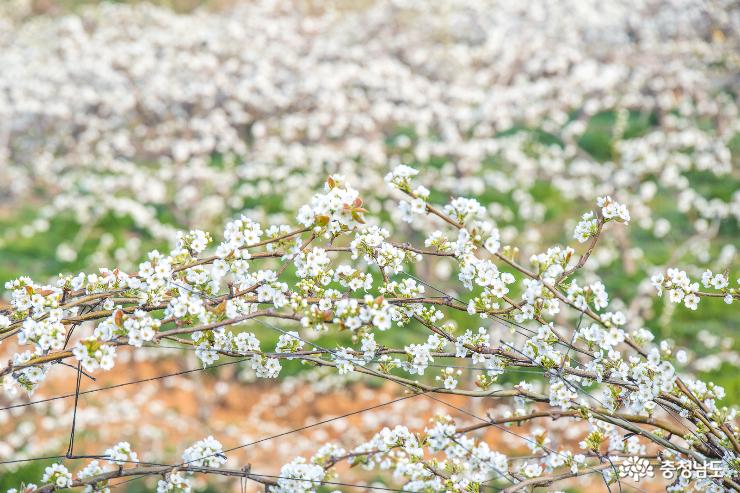 배꽃으로 가득한 공주 통천포의 봄 사진