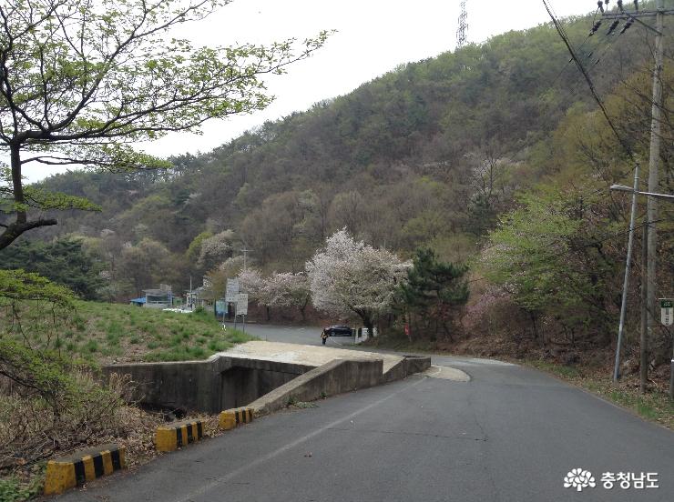 오서산의  봄 사진