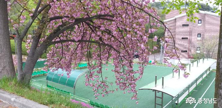 당진 남산의 겹벚꽃 사진