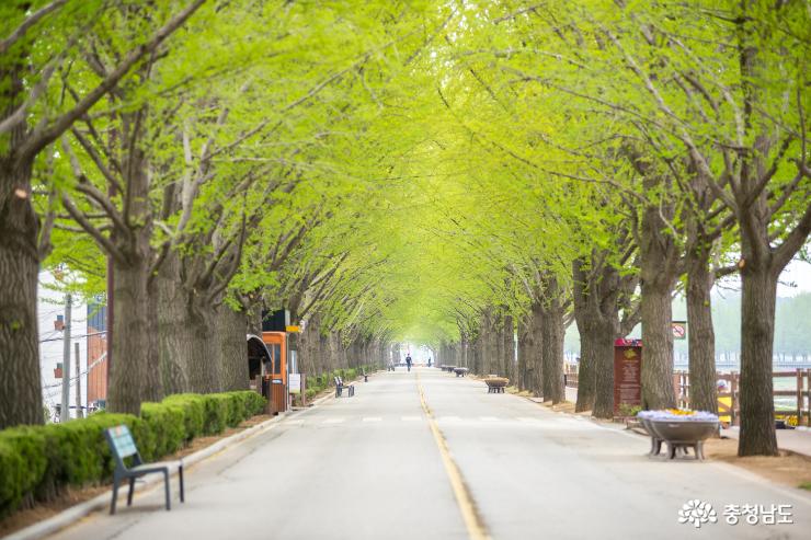 아산 은행나무길의 싱그러운 봄 풍경 사진