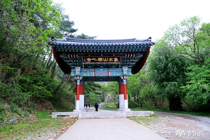 서산 당일치기 여행 왕벚꽃 청벚꽃이 활짝~ 개심사 사진
