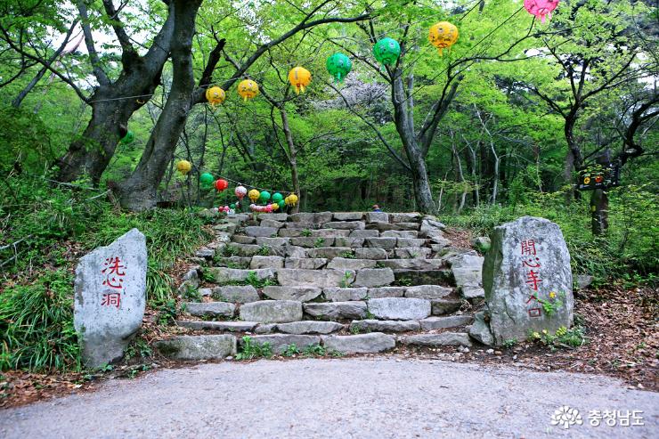 서산당일치기여행왕벚꽃청벚꽃이활짝개심사 2