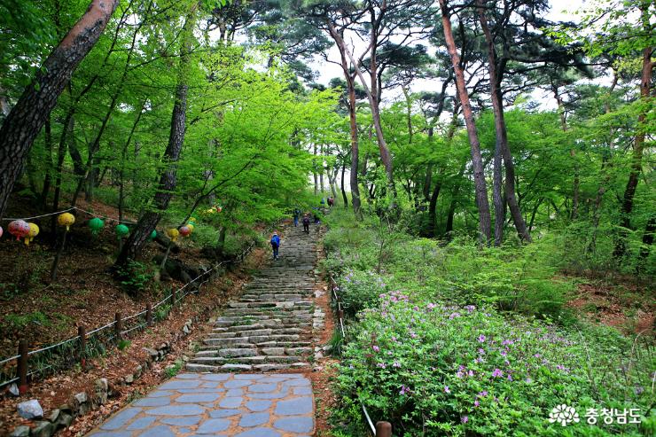 서산당일치기여행왕벚꽃청벚꽃이활짝개심사 3