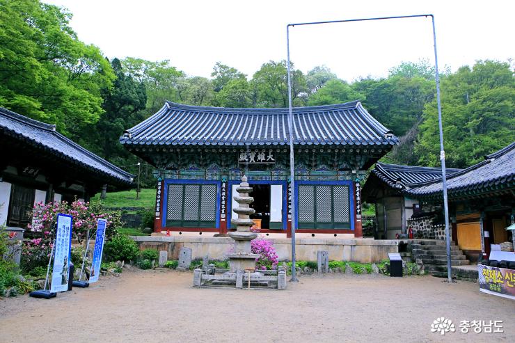 서산 당일치기 여행 왕벚꽃 청벚꽃이 활짝~ 개심사 사진