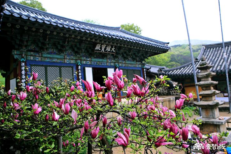 서산 당일치기 여행 왕벚꽃 청벚꽃이 활짝~ 개심사 사진
