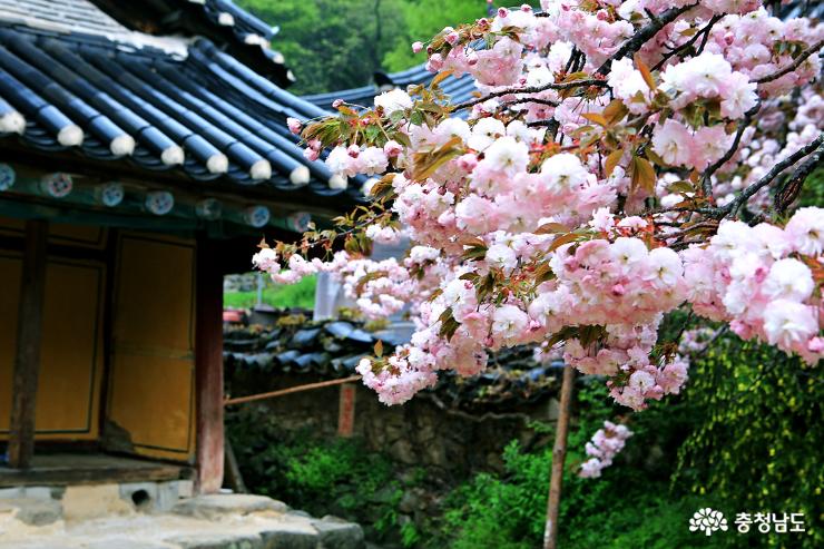 서산 당일치기 여행 왕벚꽃 청벚꽃이 활짝~ 개심사 사진