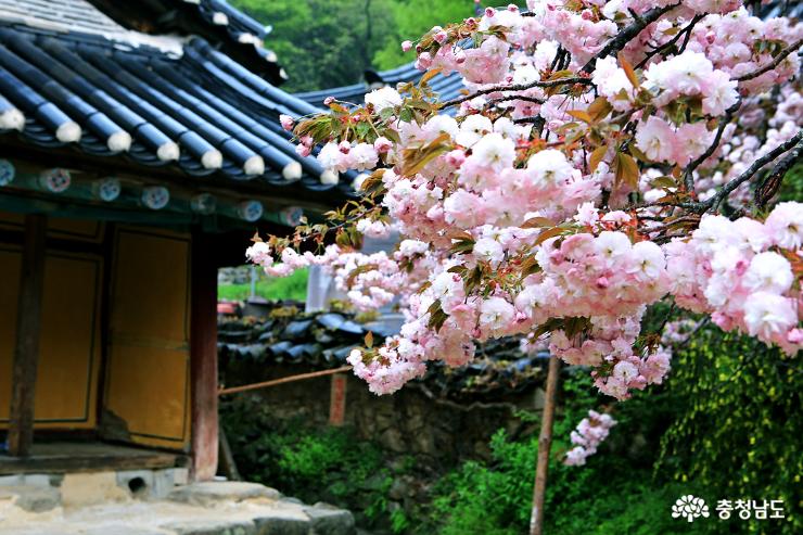 서산당일치기여행왕벚꽃청벚꽃이활짝개심사 12