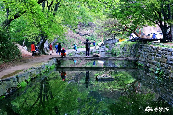 서산당일치기여행왕벚꽃청벚꽃이활짝개심사 22