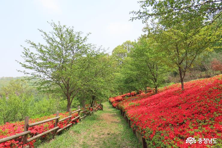 천안아산 에코 힐링 맨발 황톳길 봄풍경 사진