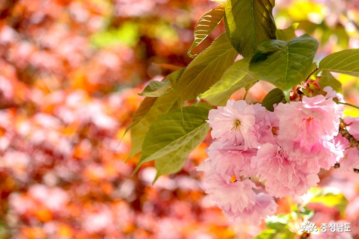 겹벚꽃이 만발한 서산 문수사 사진