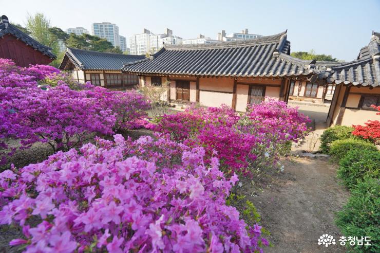 연분홍 철쭉으로 물든 아름다운 고택, 사계고택