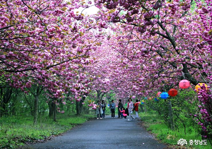 서산 문수사의 왕벚꽃 비오는 날의 낭만여행 사진