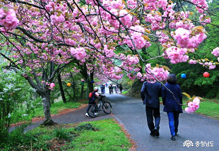 서산 문수사의 왕벚꽃 비오는 날의 낭만여행 사진