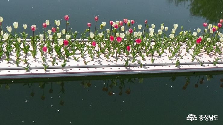 온통 꽃으로 물들인 태안세계튤립축제 사진